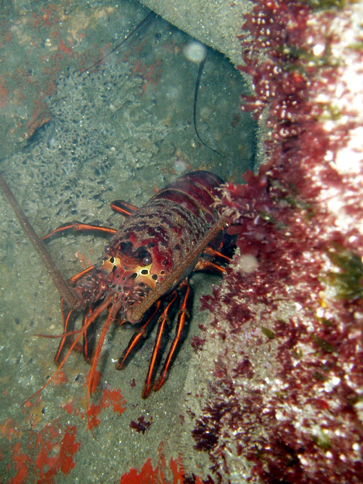 lobster2-adjusted