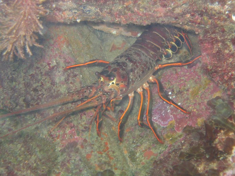 lobster2