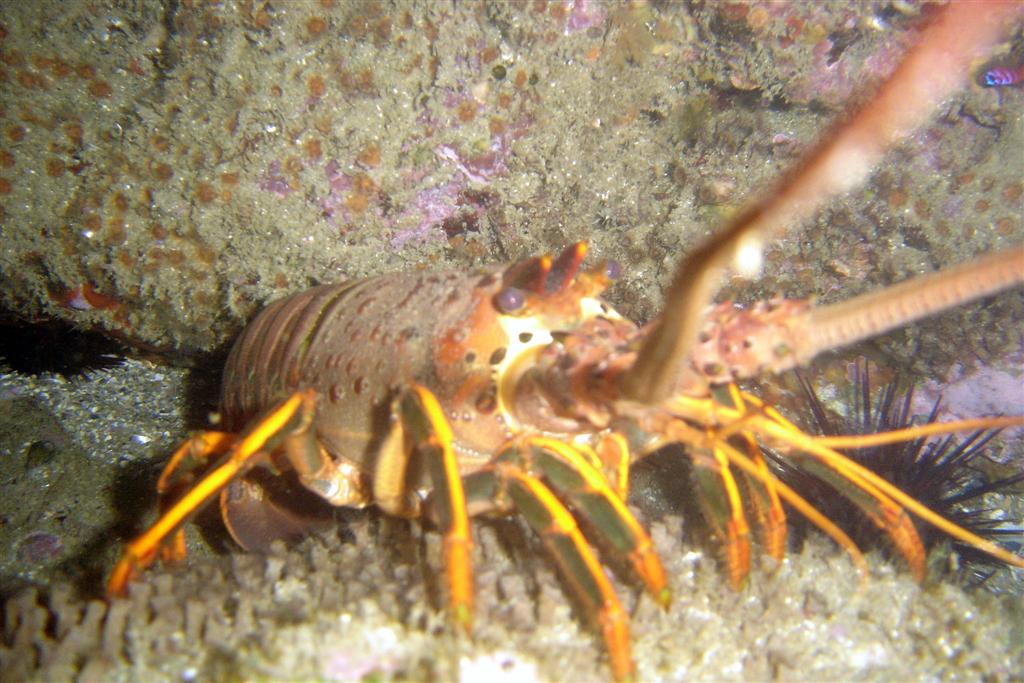 lobster23