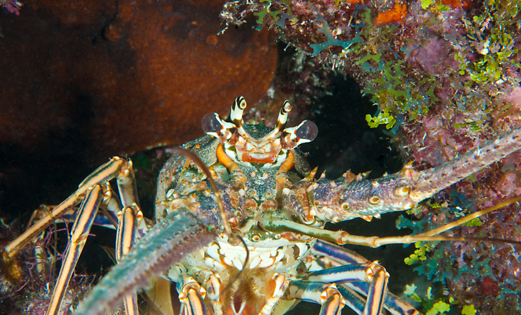 lobster28