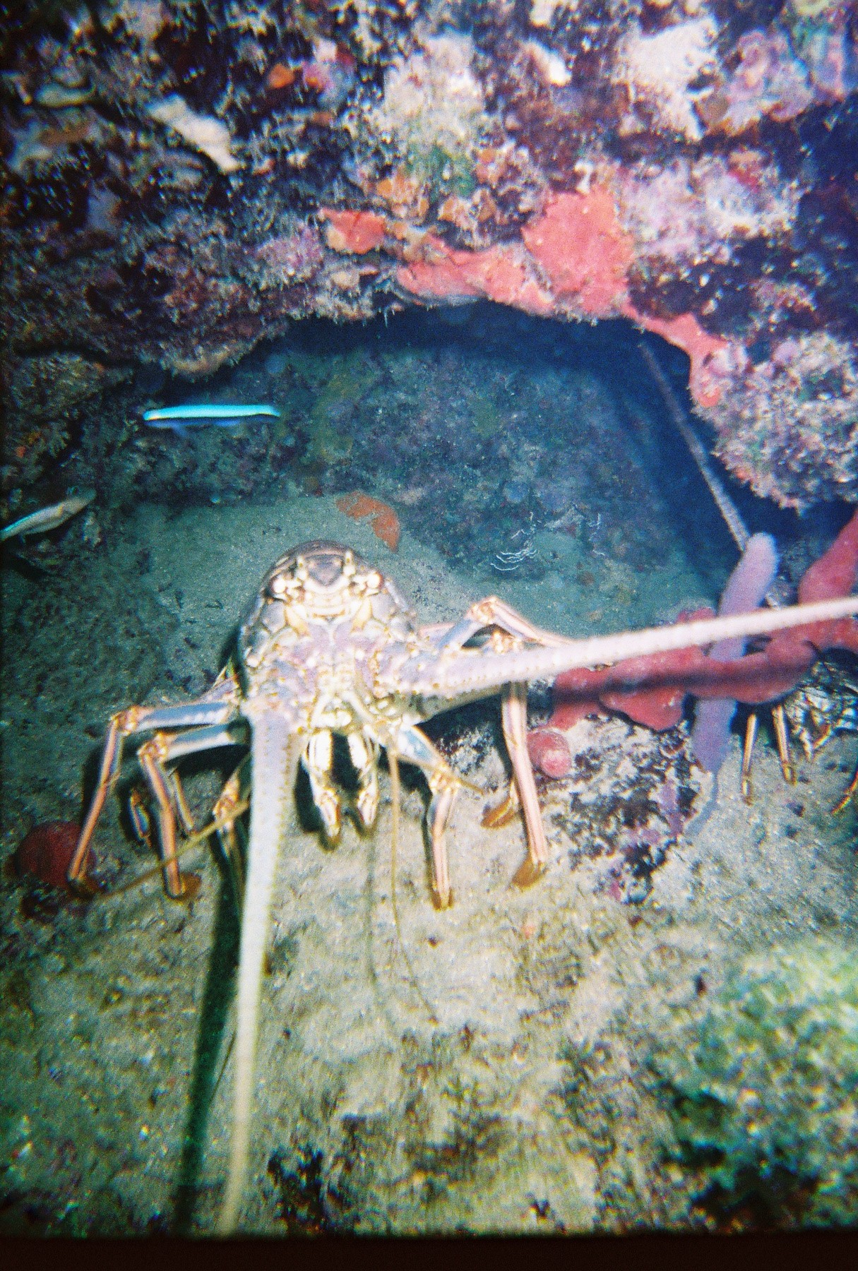 lobster29