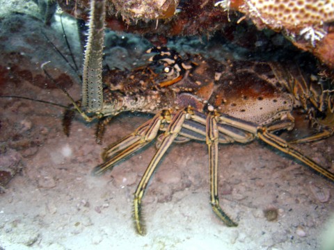 lobster9