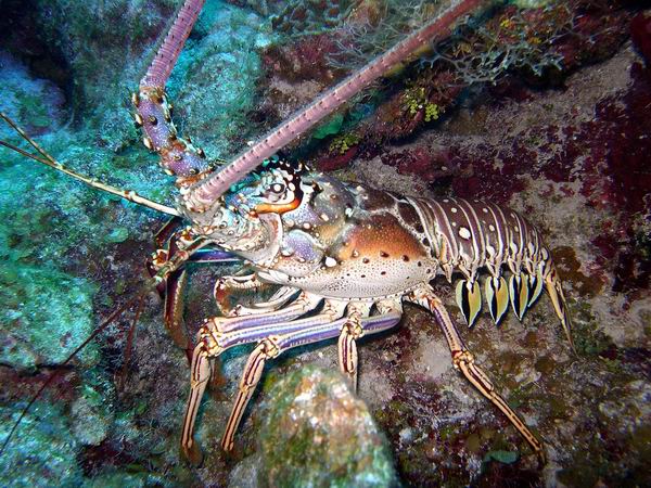 Lobster_ Diving_tenerife_SUBCANARIA_COM