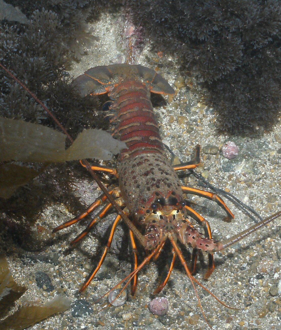 Lobster_3