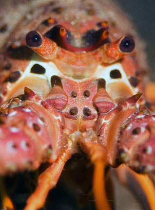 lobster_eyes