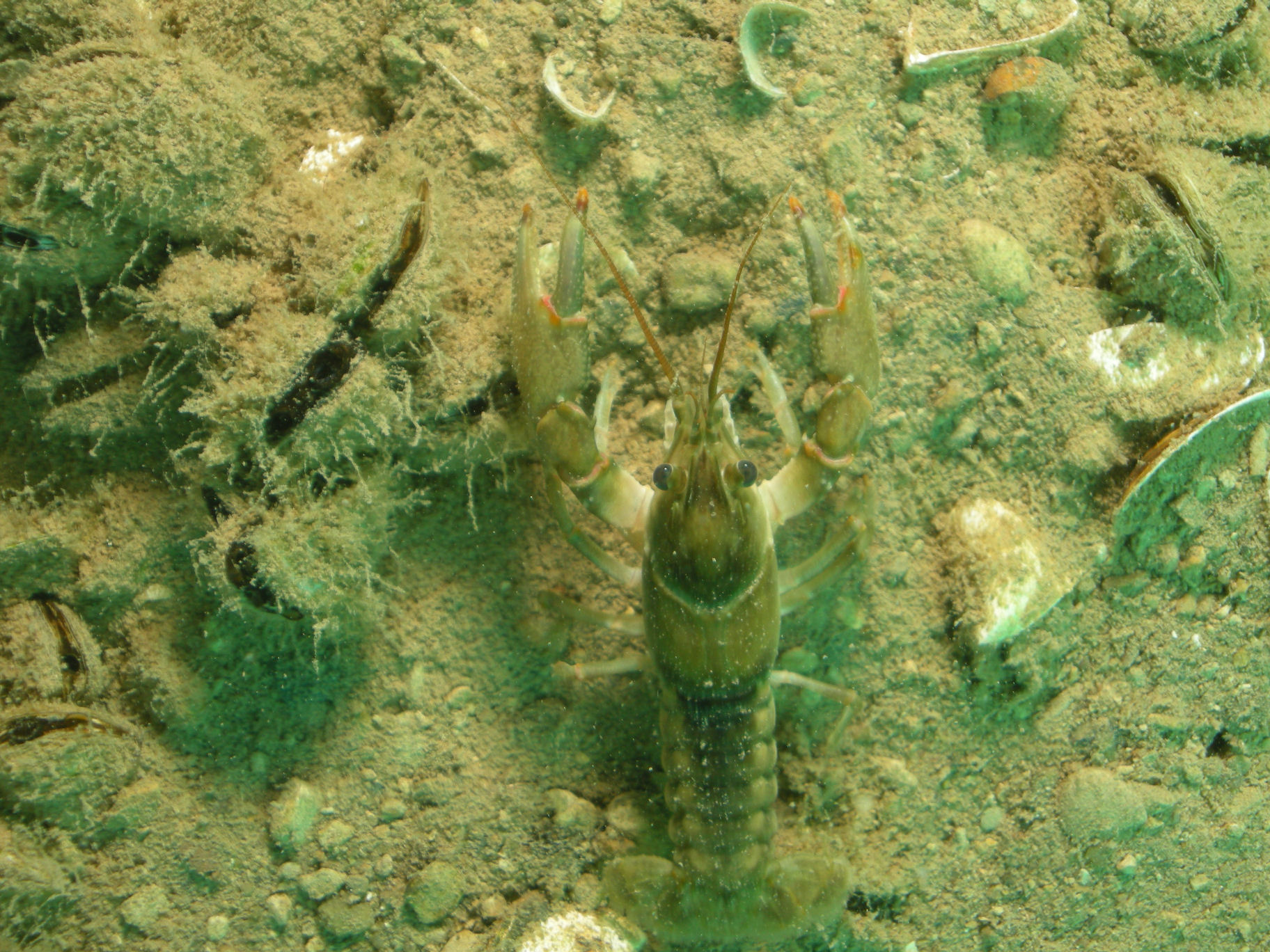 Lobster_or_Crayfish