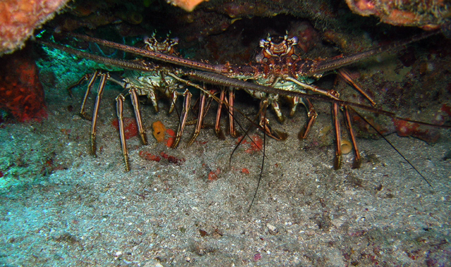 lobsterbuddies