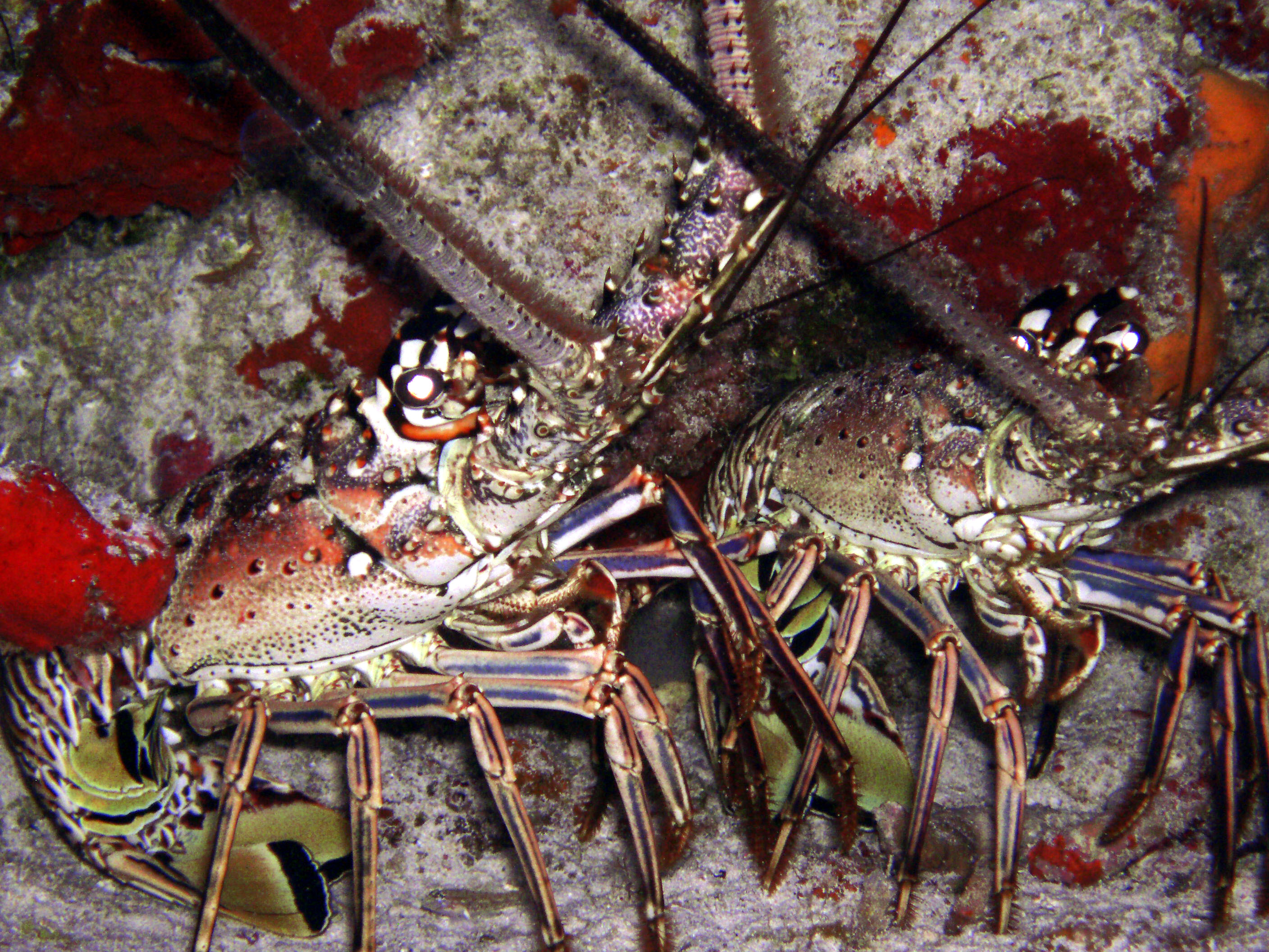 Lobsters - Cozumel