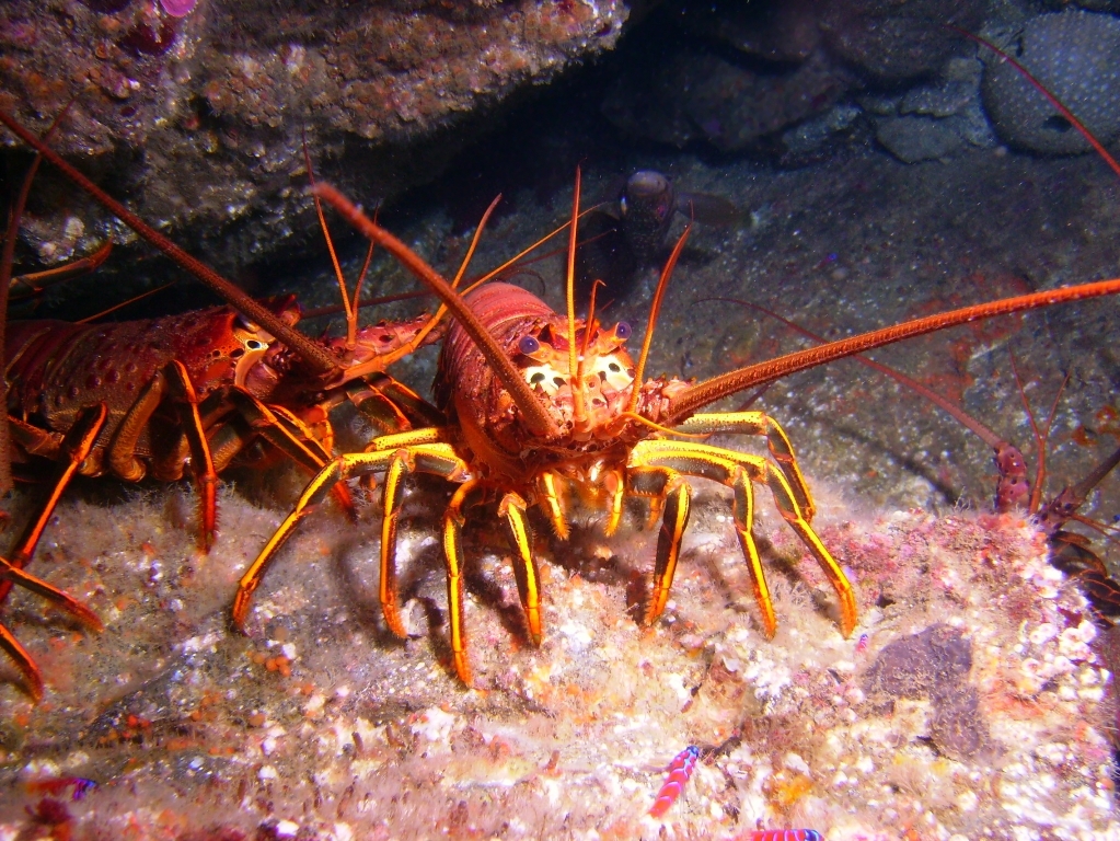 Lobster's Front Porch