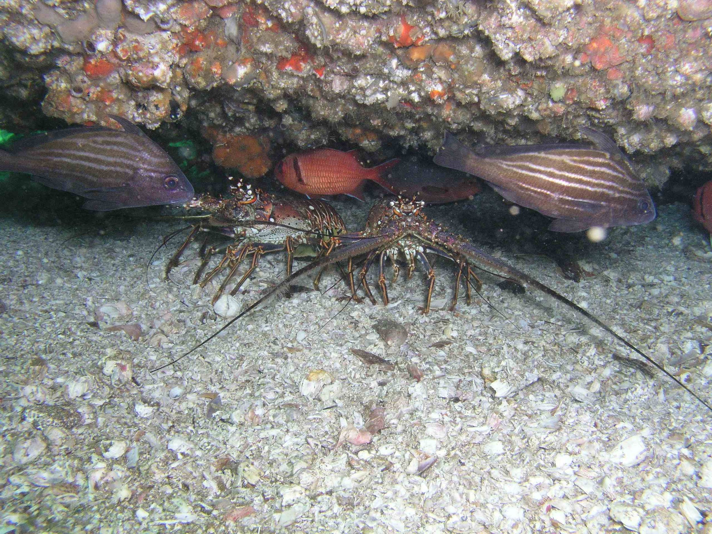 Lobsters, Margarita '03