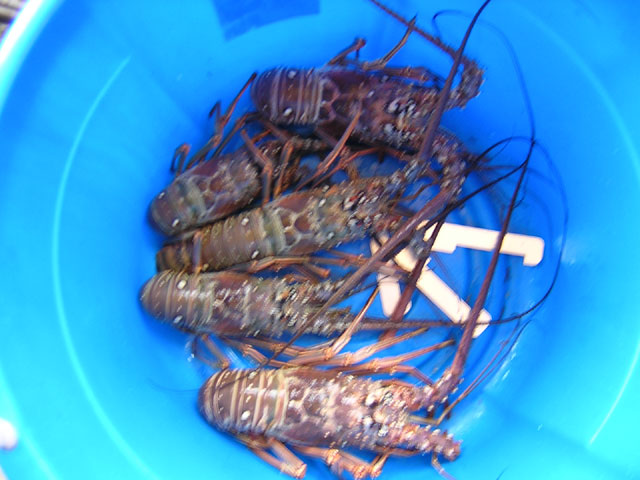 lobsters