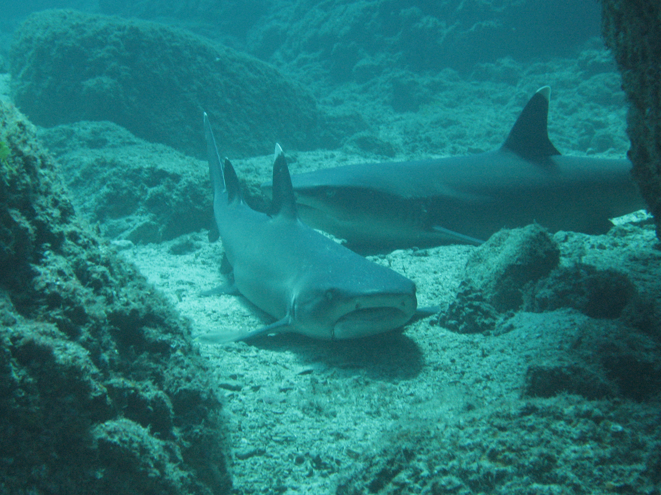 Local dive Playa Coco CR