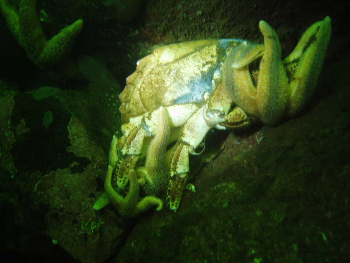 lochlongcrab