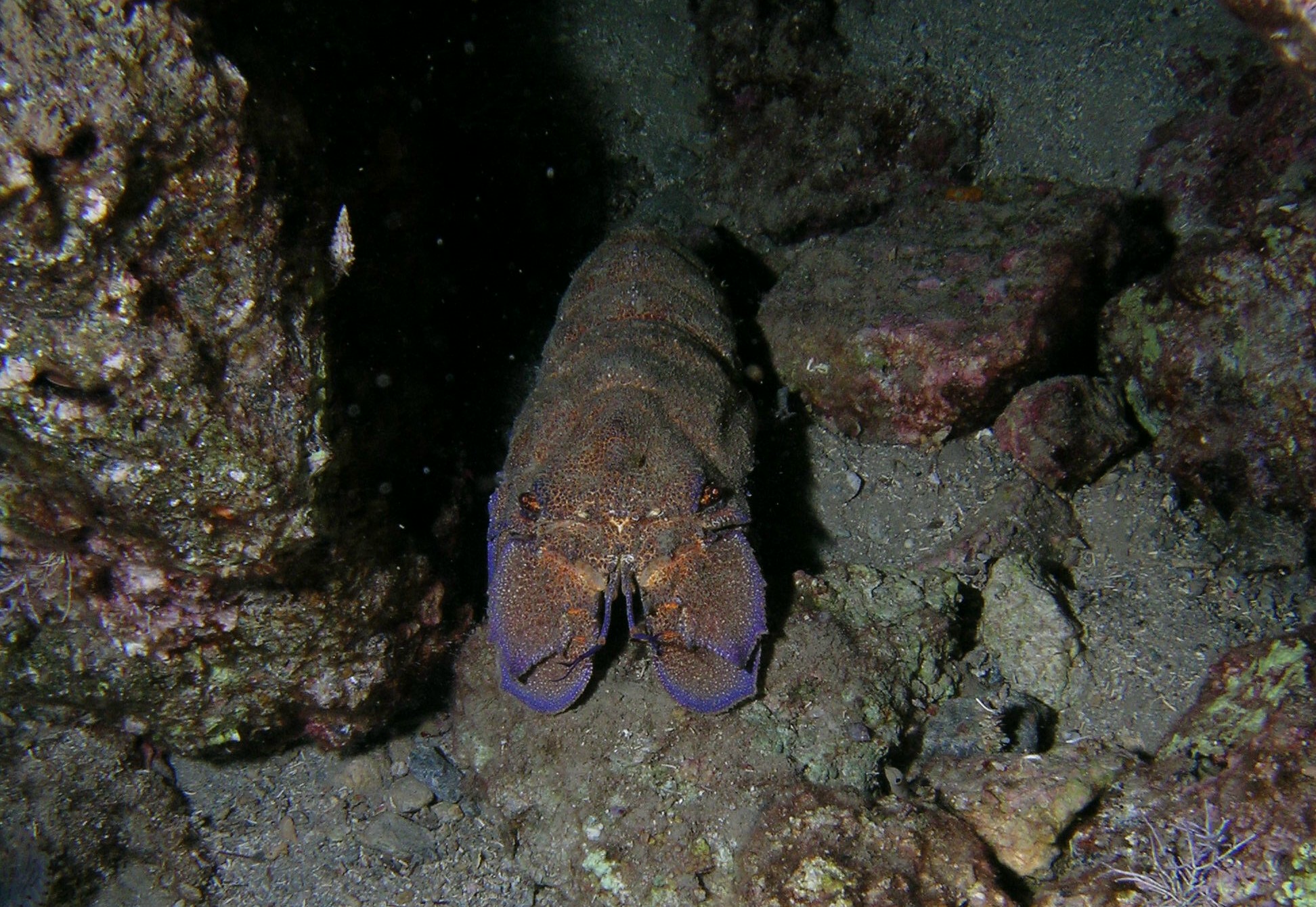 Locust (slipper) lobster,night dive.