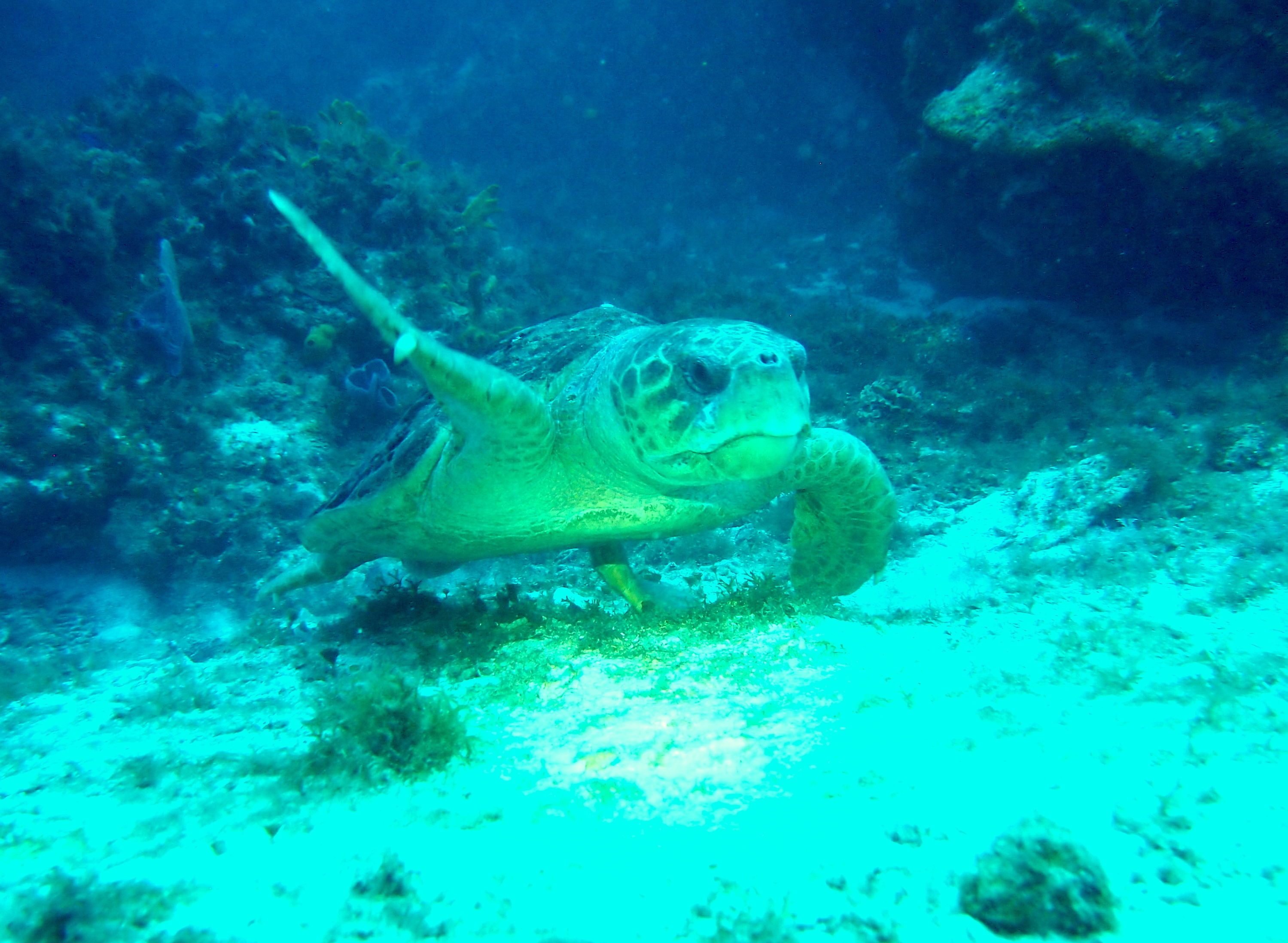 Loggerhead Turtle Coz