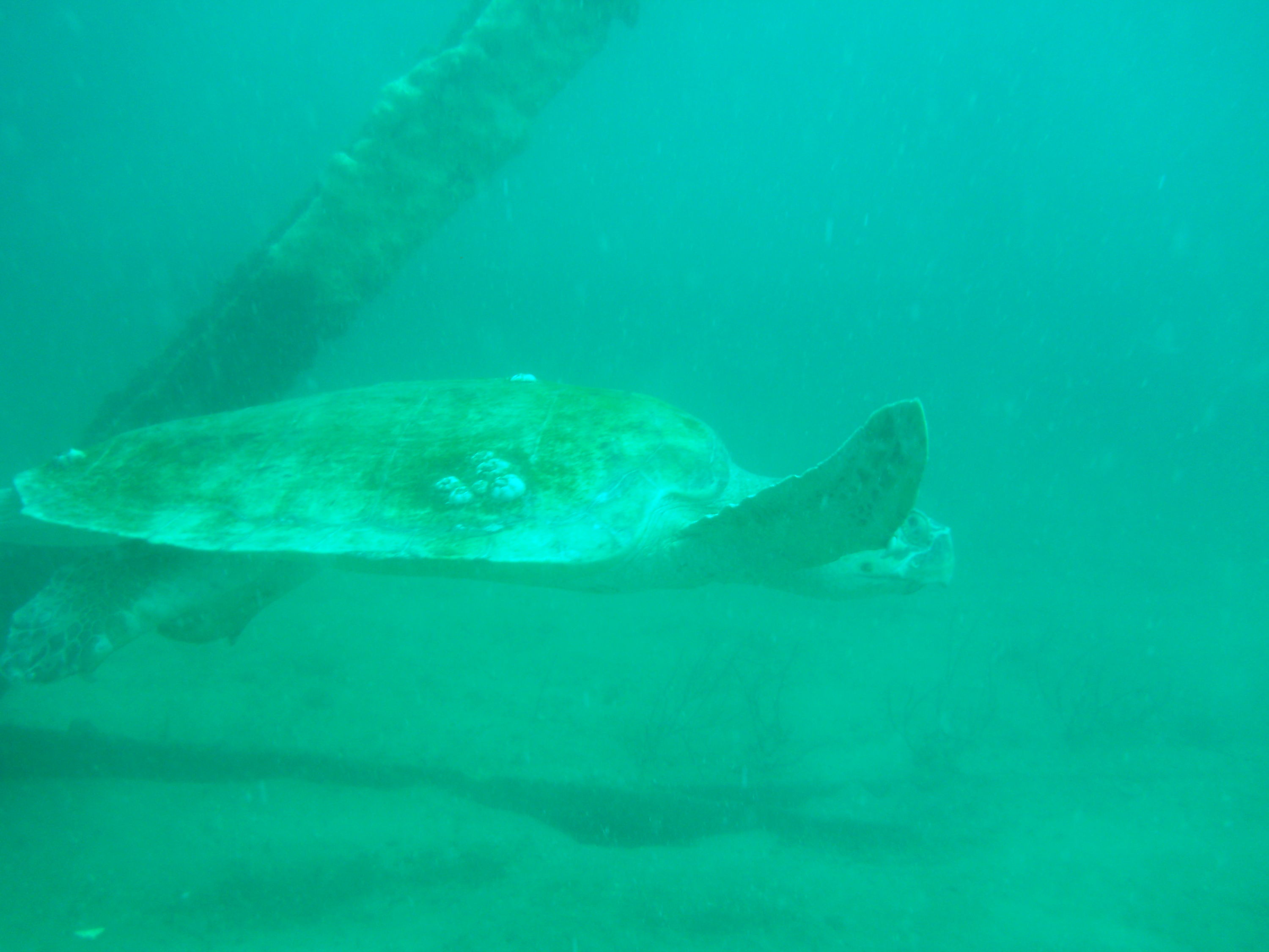 Loggerhead turtle on Bridge Span 12 PC Beach FL