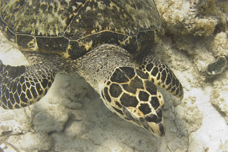 Loggerhead Turtle