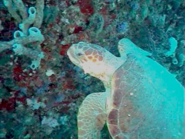 Loggerhead Turtle