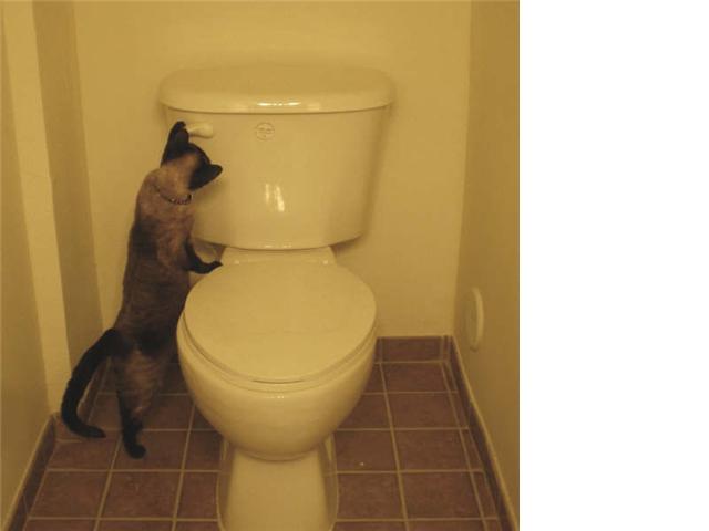 Lola_flushing