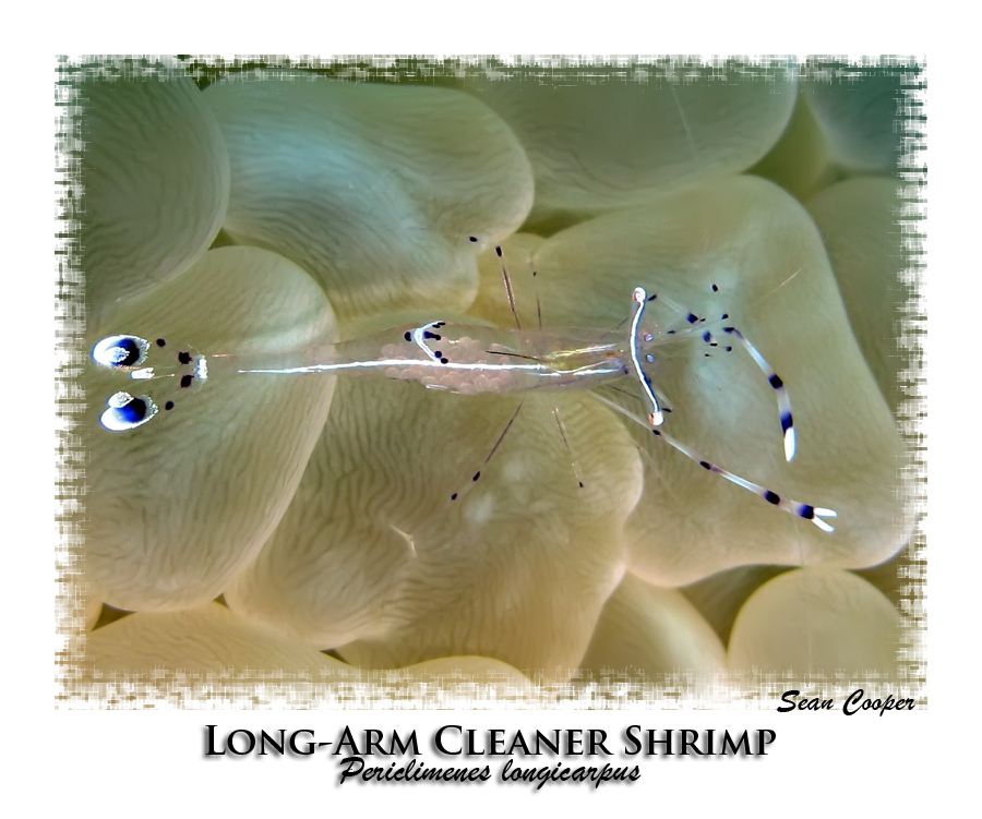 Long-armed Cleaner Shrimp