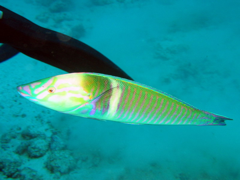 Long Face Wrasse