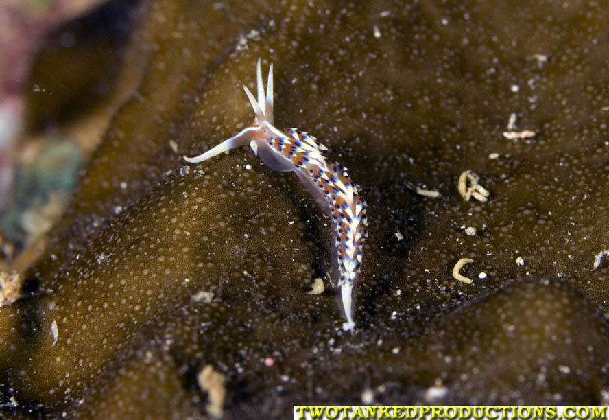 Long Horn Nudibranch at Hi-8 Fiji 07