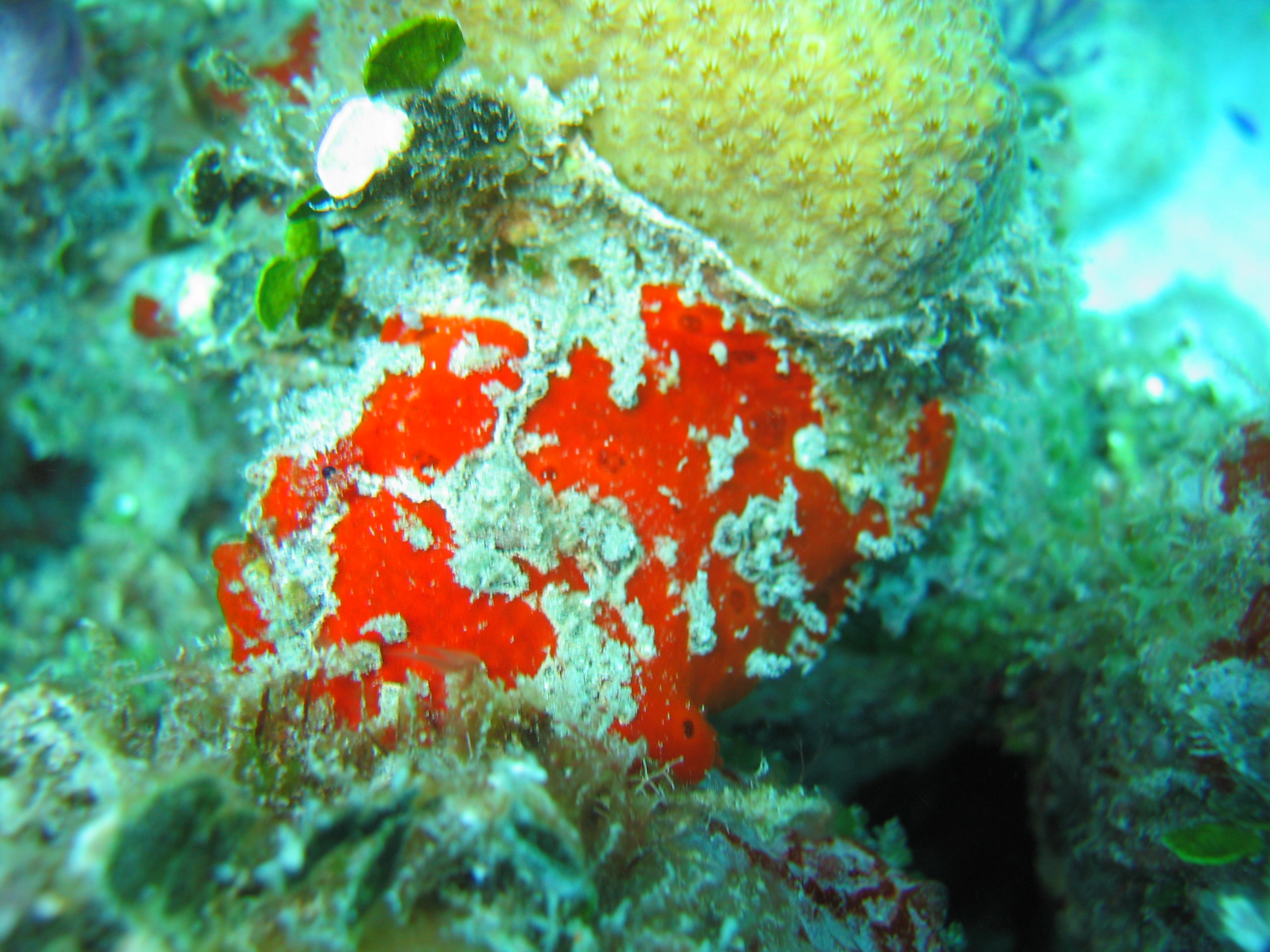 long lure frogfish