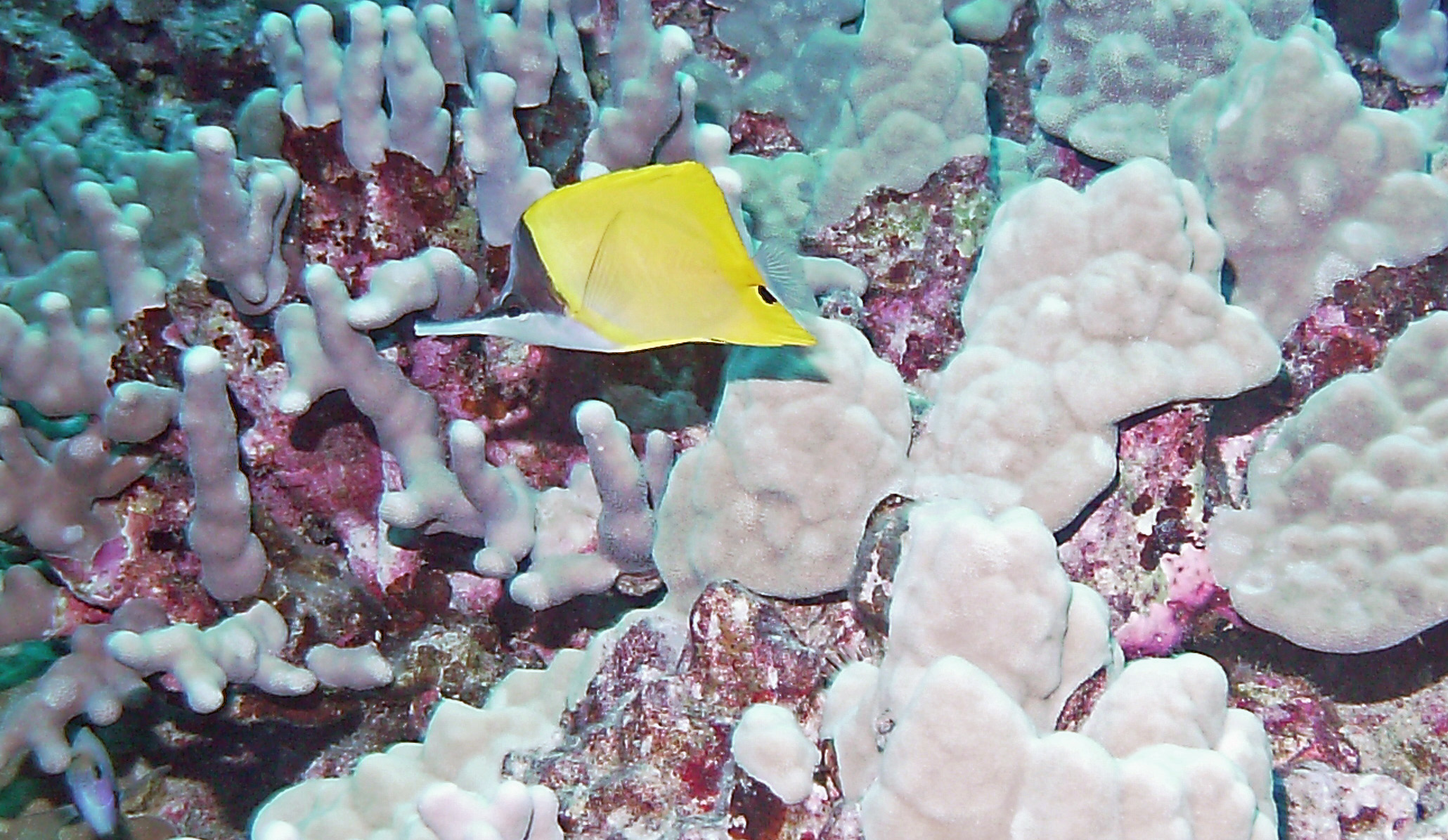 Long Nose Butterflyfish - Pipe Dreams