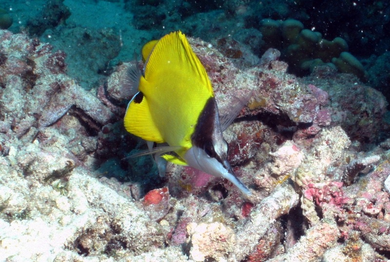 LONG NOSE BUTTERFLYFISH