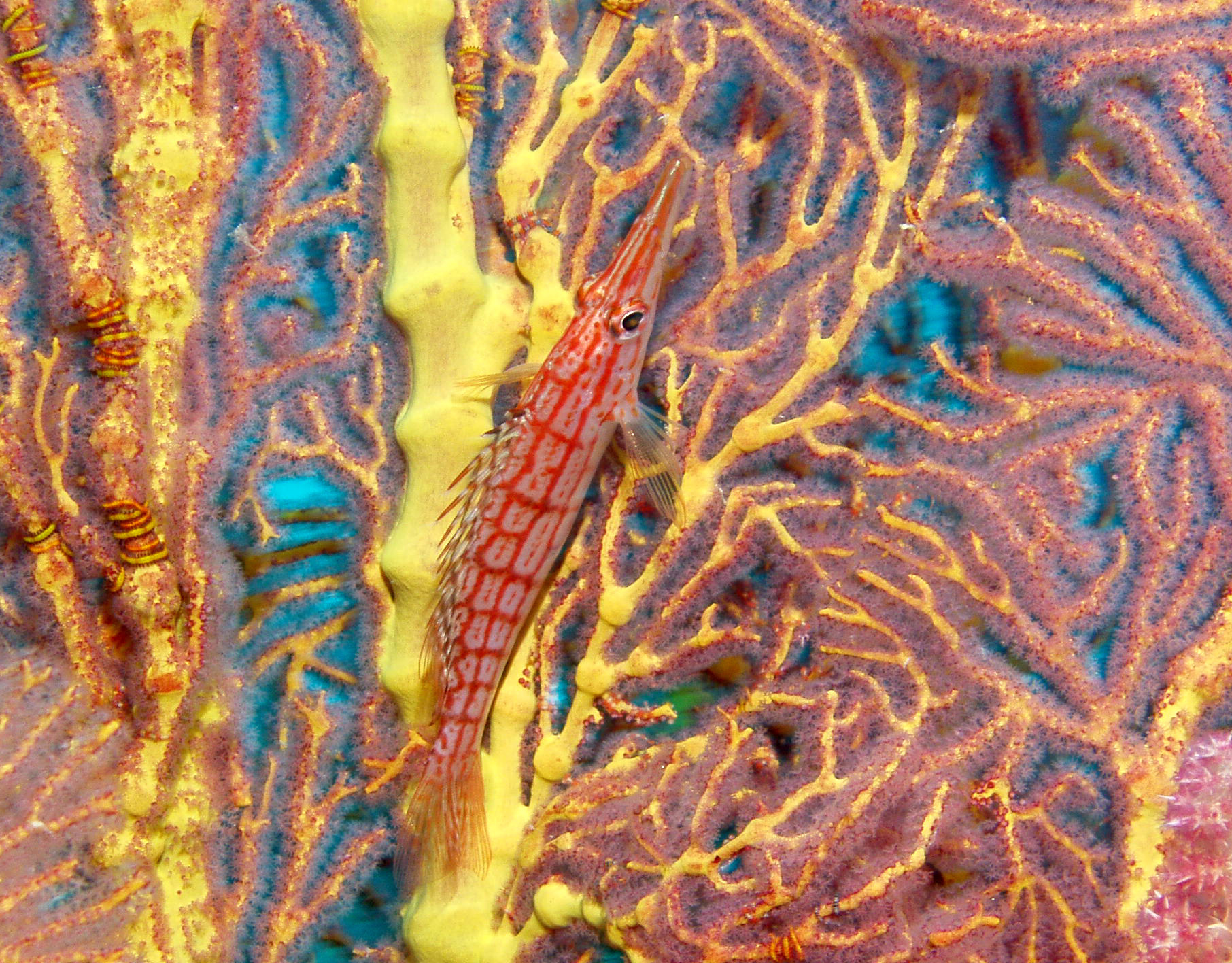 Long Nose Hawkfish on fan, Kadavu Fiji