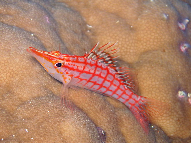 Long Nose Hawkfish