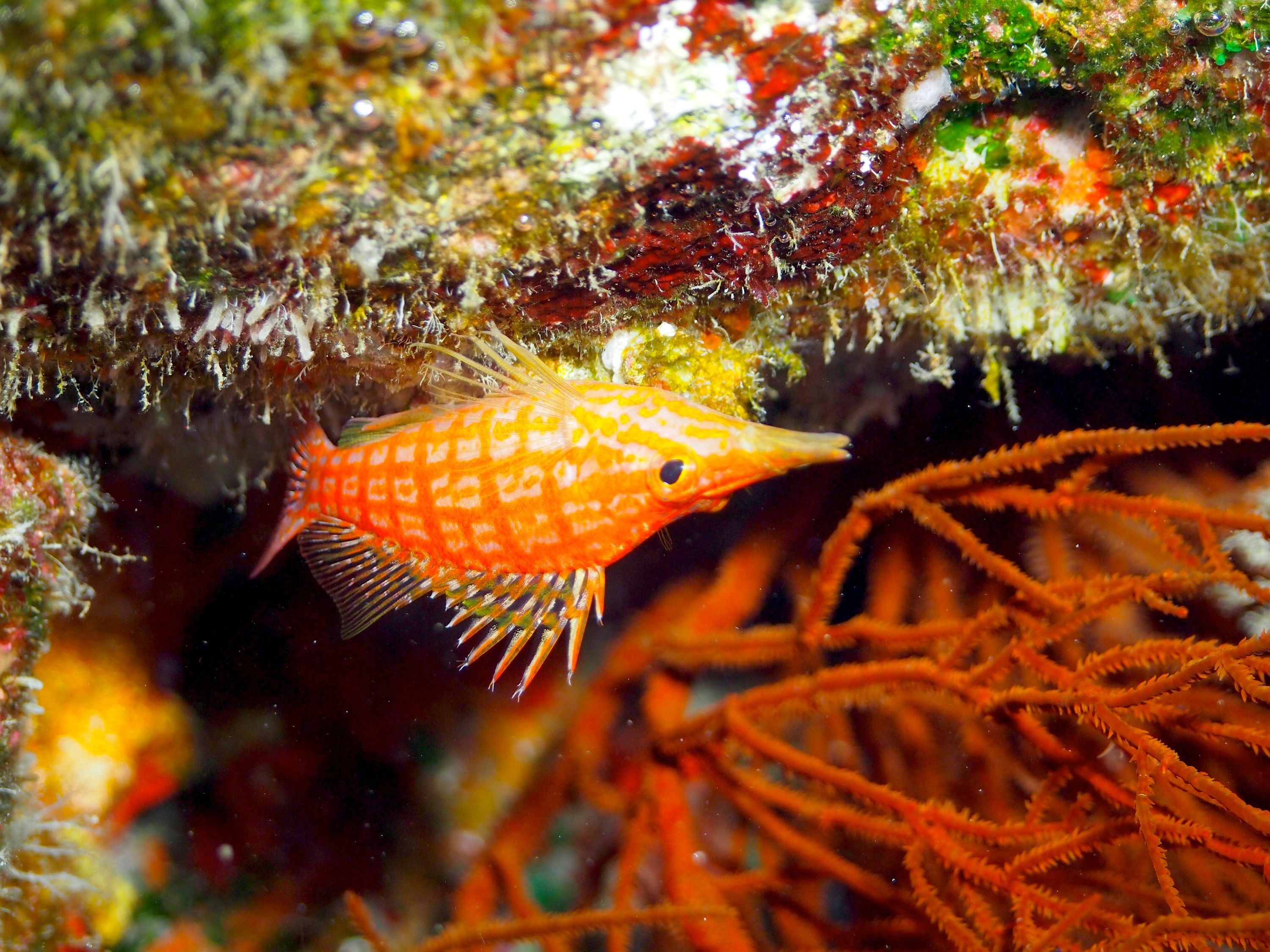 Long-nose Hawkfish