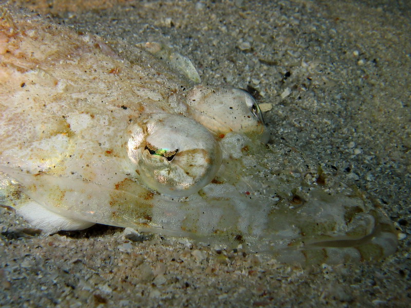 Long Snout Flathead