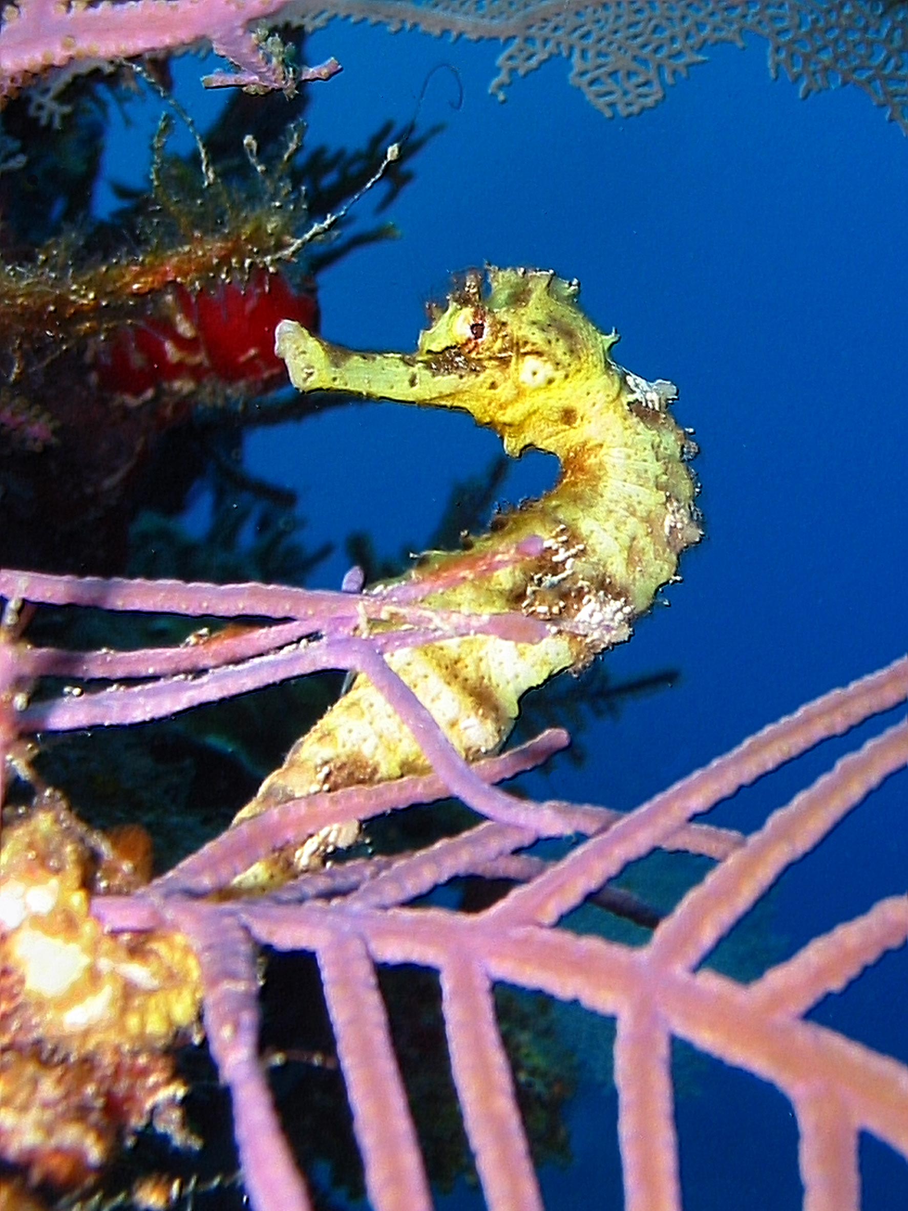 Long Snout Sea Horse