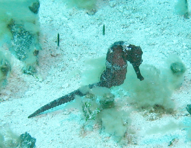 Long Snout Seahorse