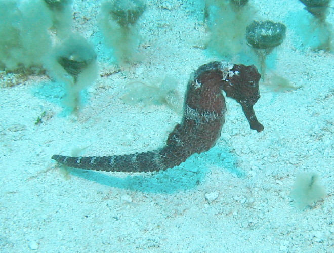 Long Snout Seahorse