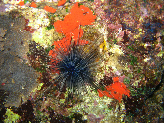 Long-Spined Black Sea Urchin