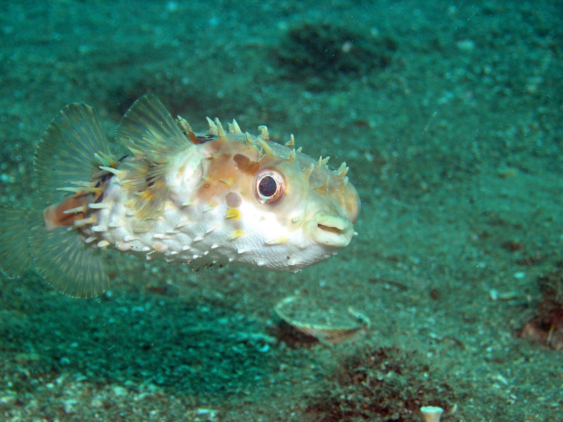 long-spined porcupinefish