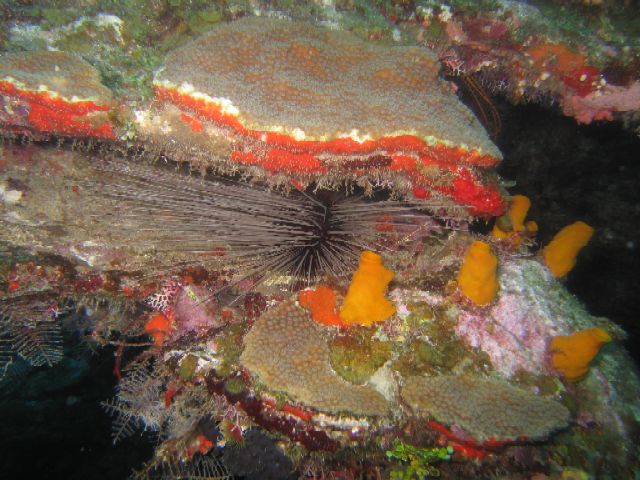 Long Spined Sea Urchin