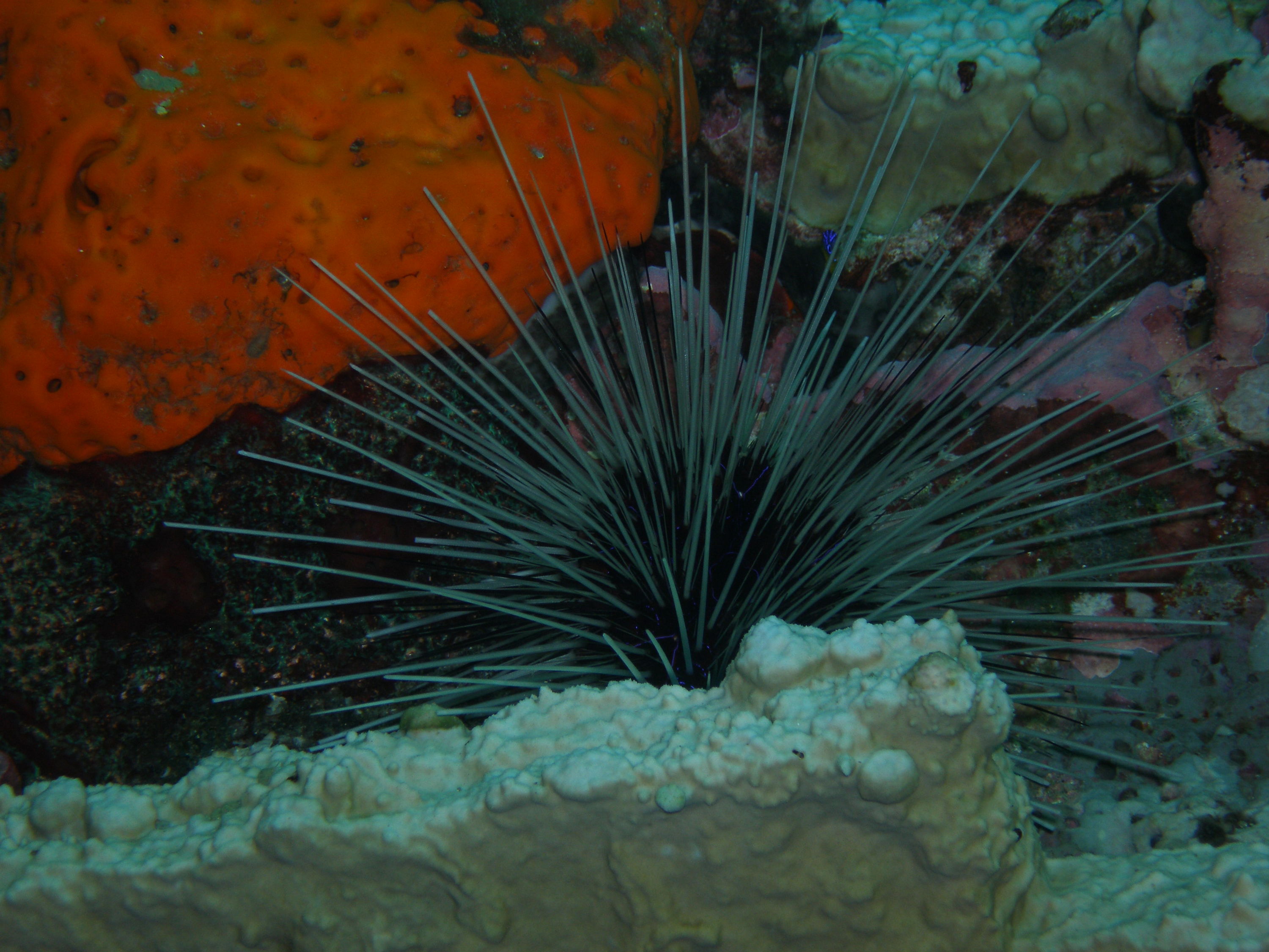 Long spined urchin