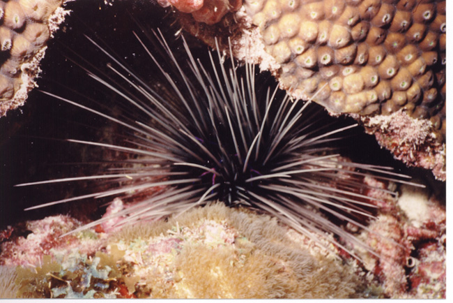Long-Spined Urchin
