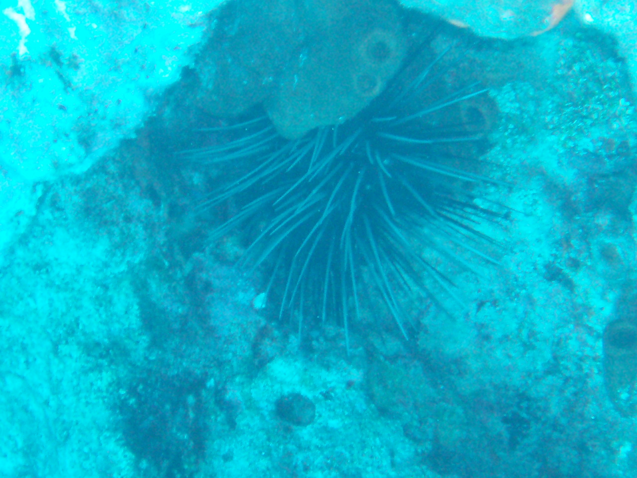 long spined urchin