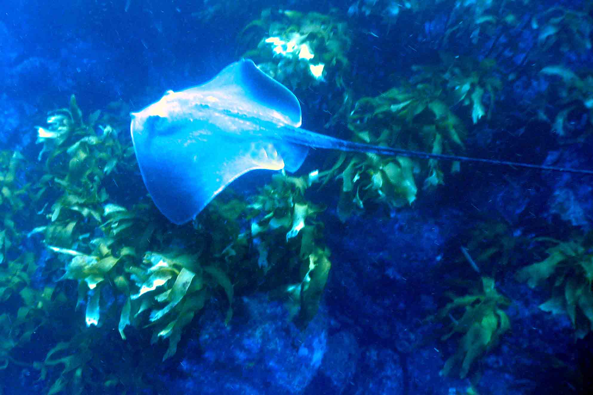 Long tailed sting ray Poor Knights