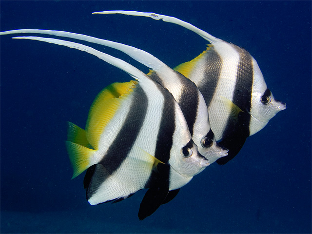 Longfin Bannerfish Trio