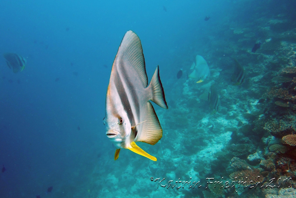 Longfin batfish