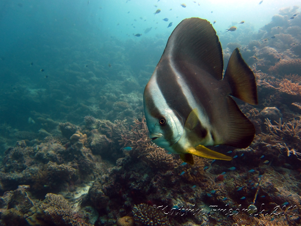 Longfin batfish