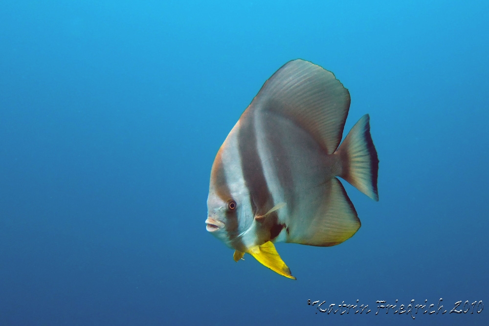 Longfin batfish