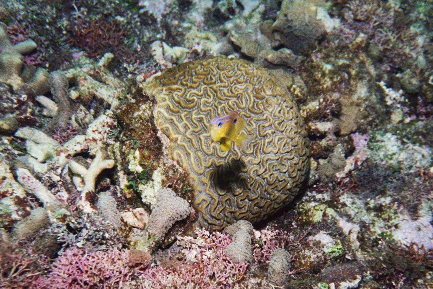 Longfin Damselfish - juvenile