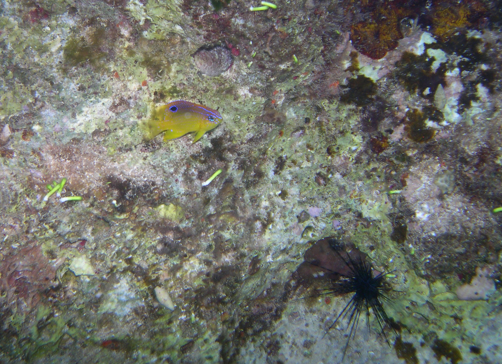 Longfin Damselfish @ Long-Spined Urchin