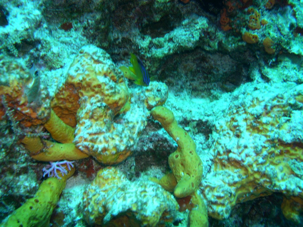 Longfin Damselfish